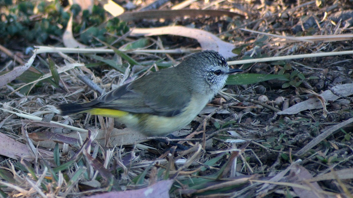 Yellow-rumped Thornbill - ML176096791