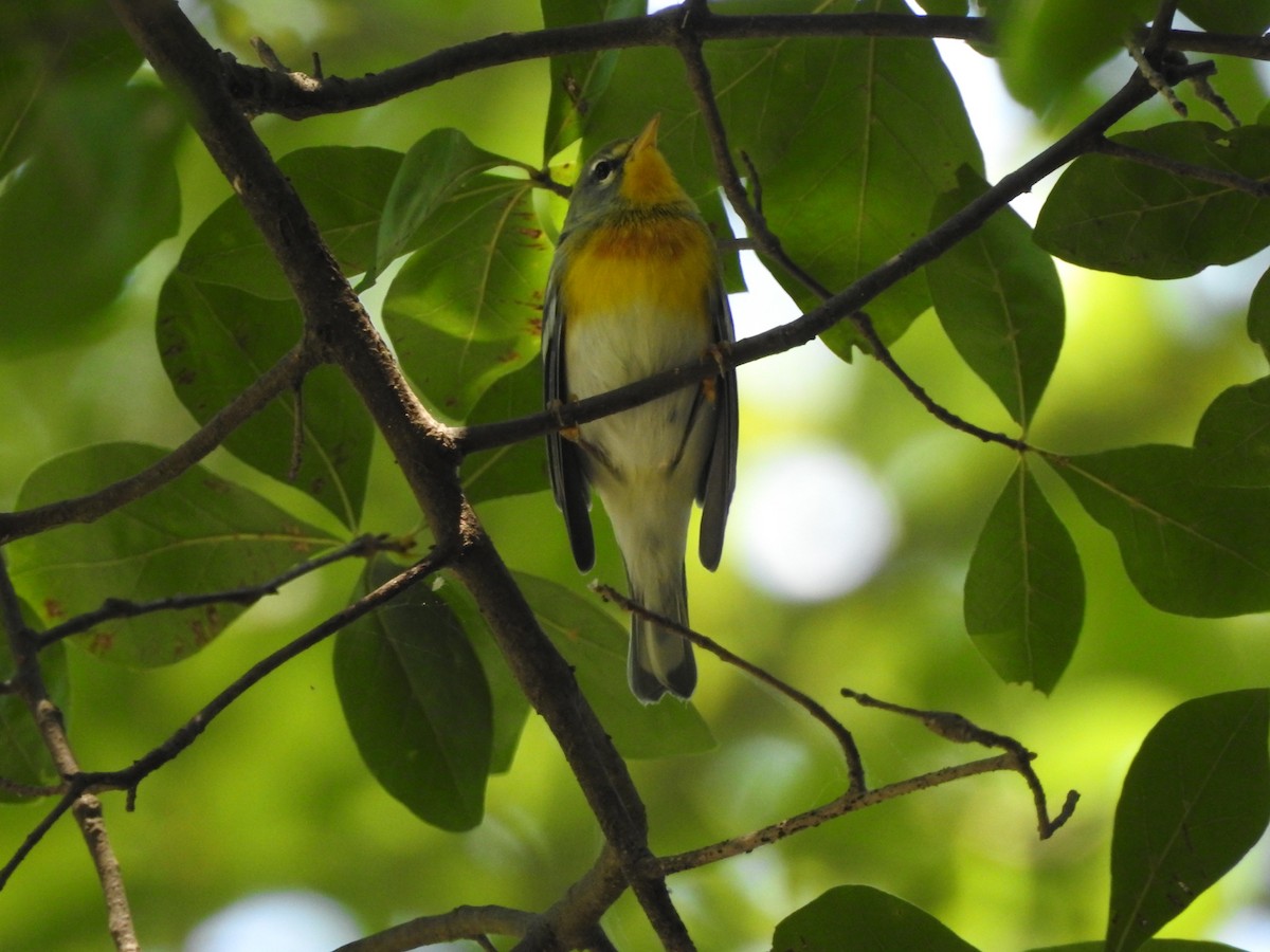 Northern Parula - ML176097711
