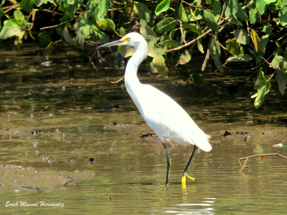 Snowy Egret - ML176098001