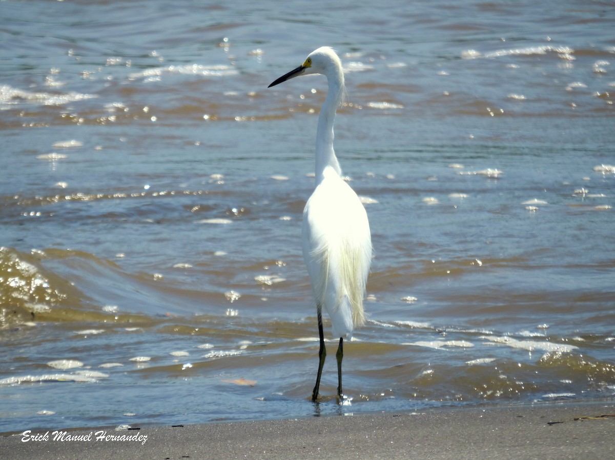 Snowy Egret - ML176098021