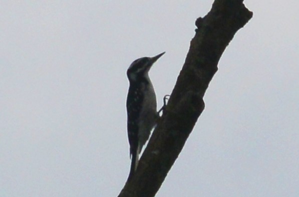 Hairy Woodpecker - Bill Telfair