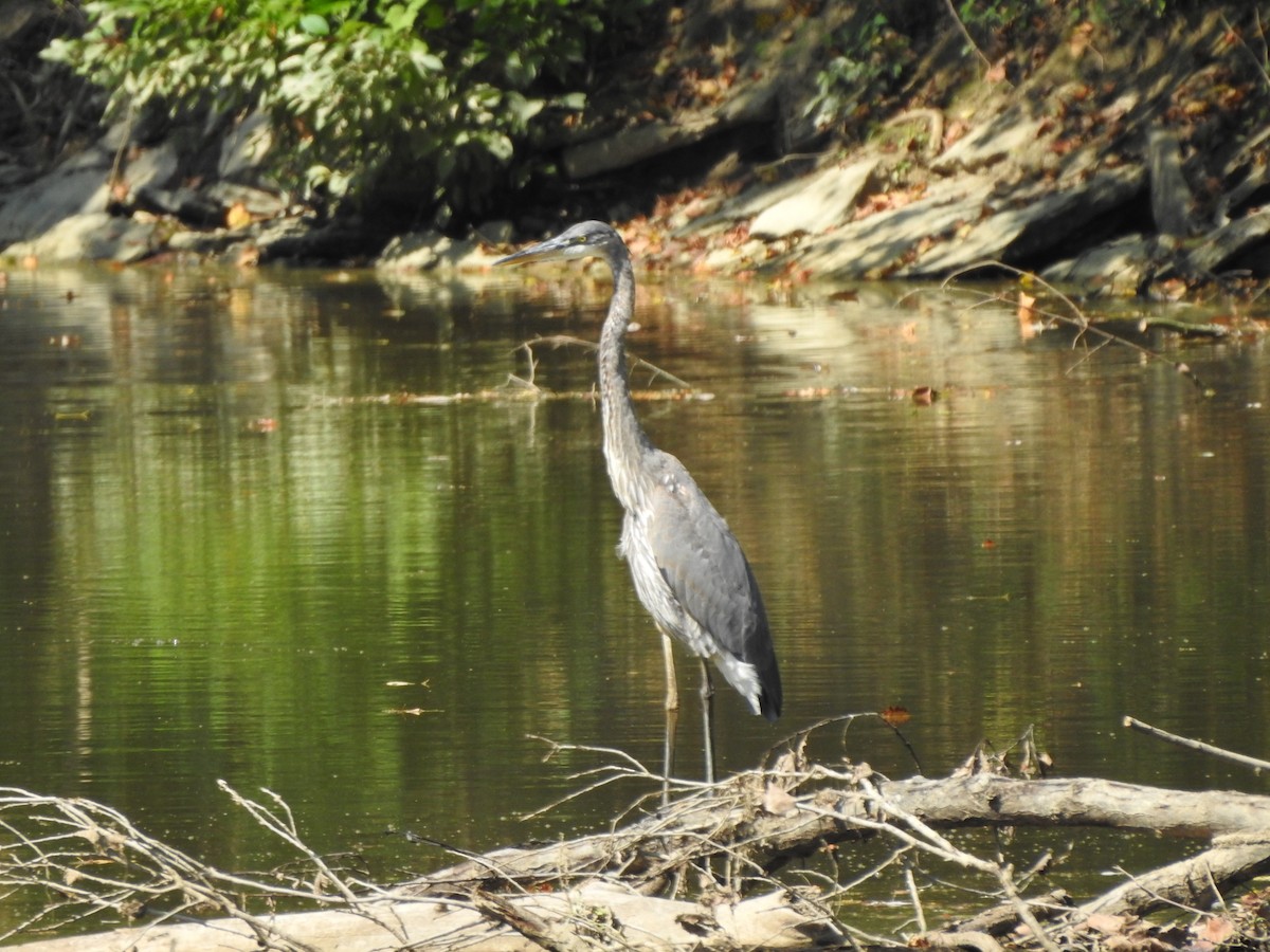 Great Blue Heron (Great Blue) - ML176100531