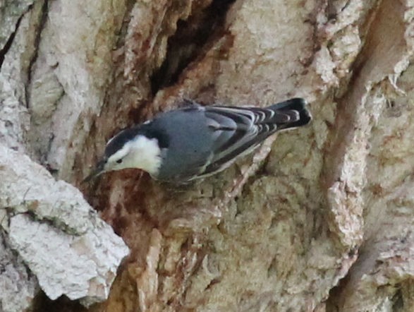 White-breasted Nuthatch - ML176101331