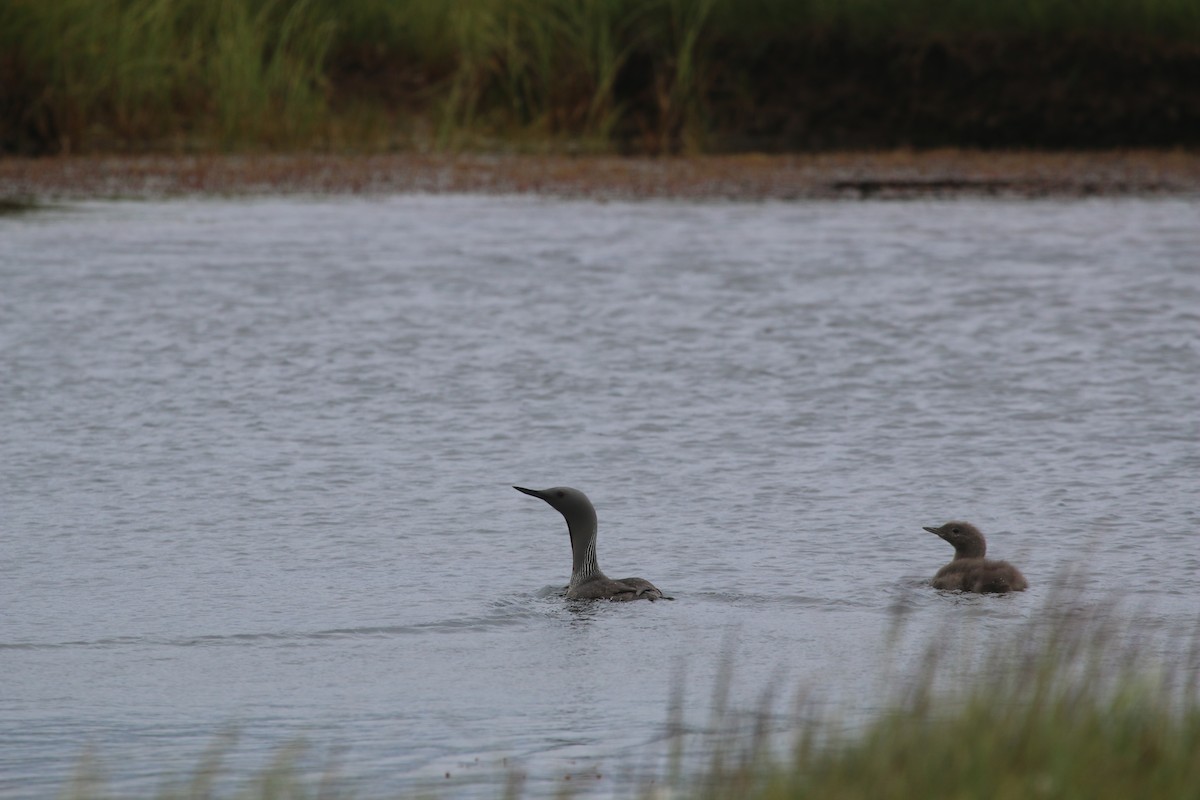 Red-throated Loon - ML176101771