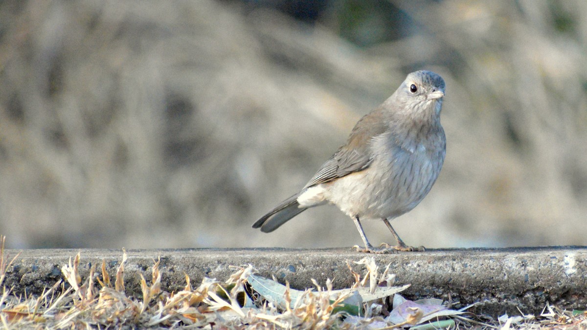 Gray Shrikethrush - ML176102071