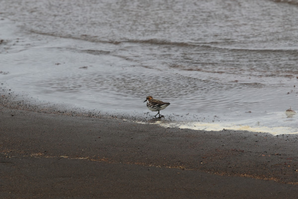 Red-necked Phalarope - José Briones Valle