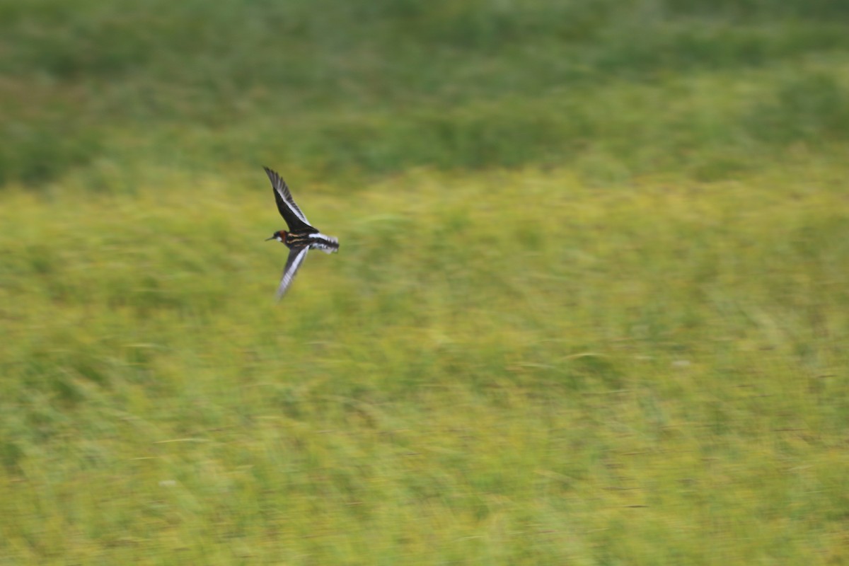 Red-necked Phalarope - ML176102101