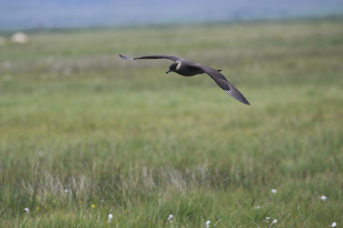 Parasitic Jaeger - ML176102191