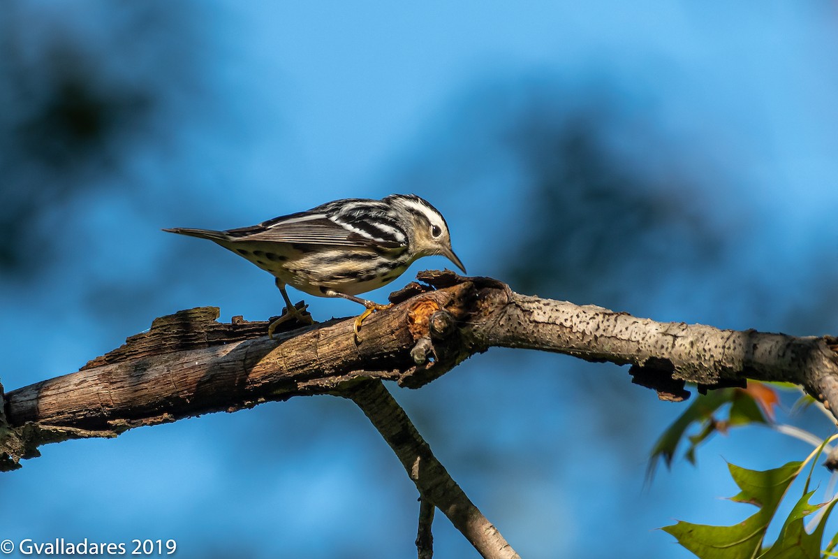 Black-and-white Warbler - ML176102521