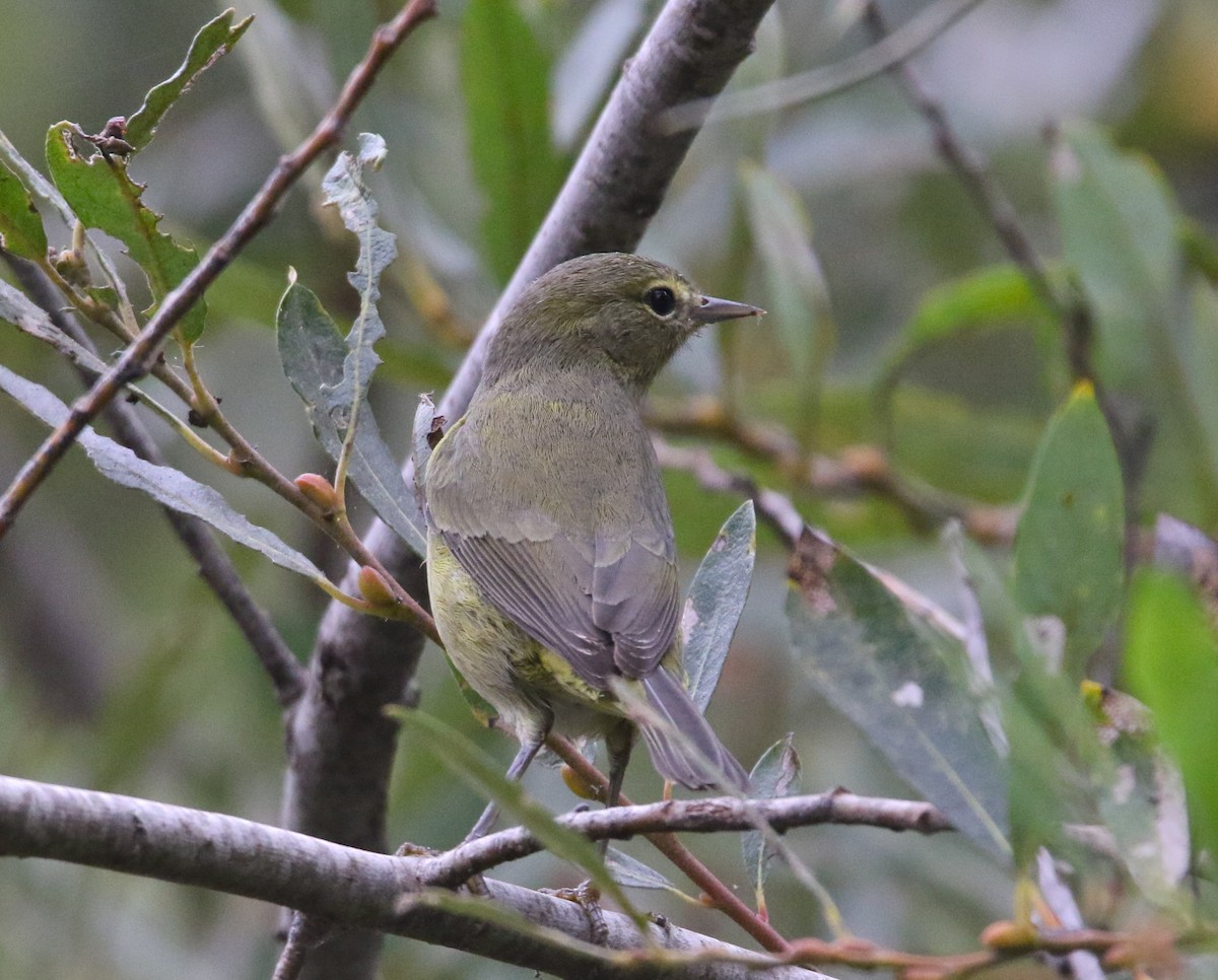 Orange-crowned Warbler - ML176103801