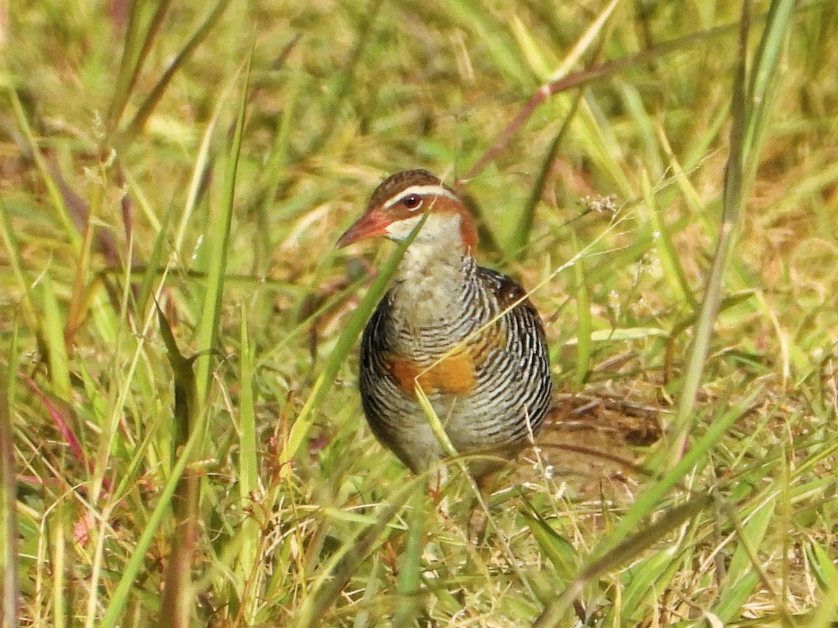 Buff-banded Rail - ML176107061