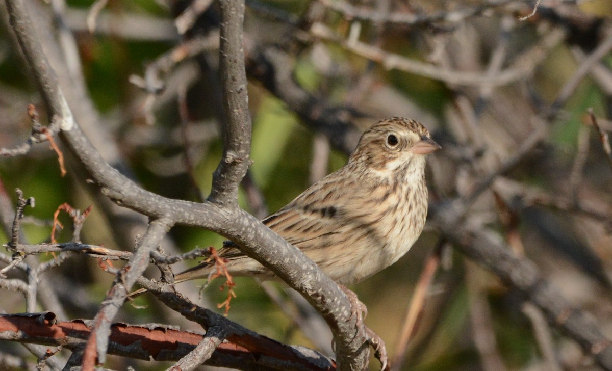 Vesper Sparrow - Mark  Ludwick