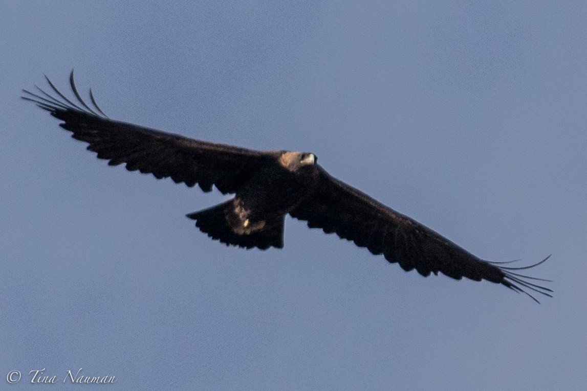 Golden Eagle - Tina Nauman