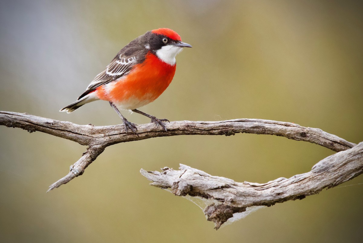 Crimson Chat - David  Tytherleigh