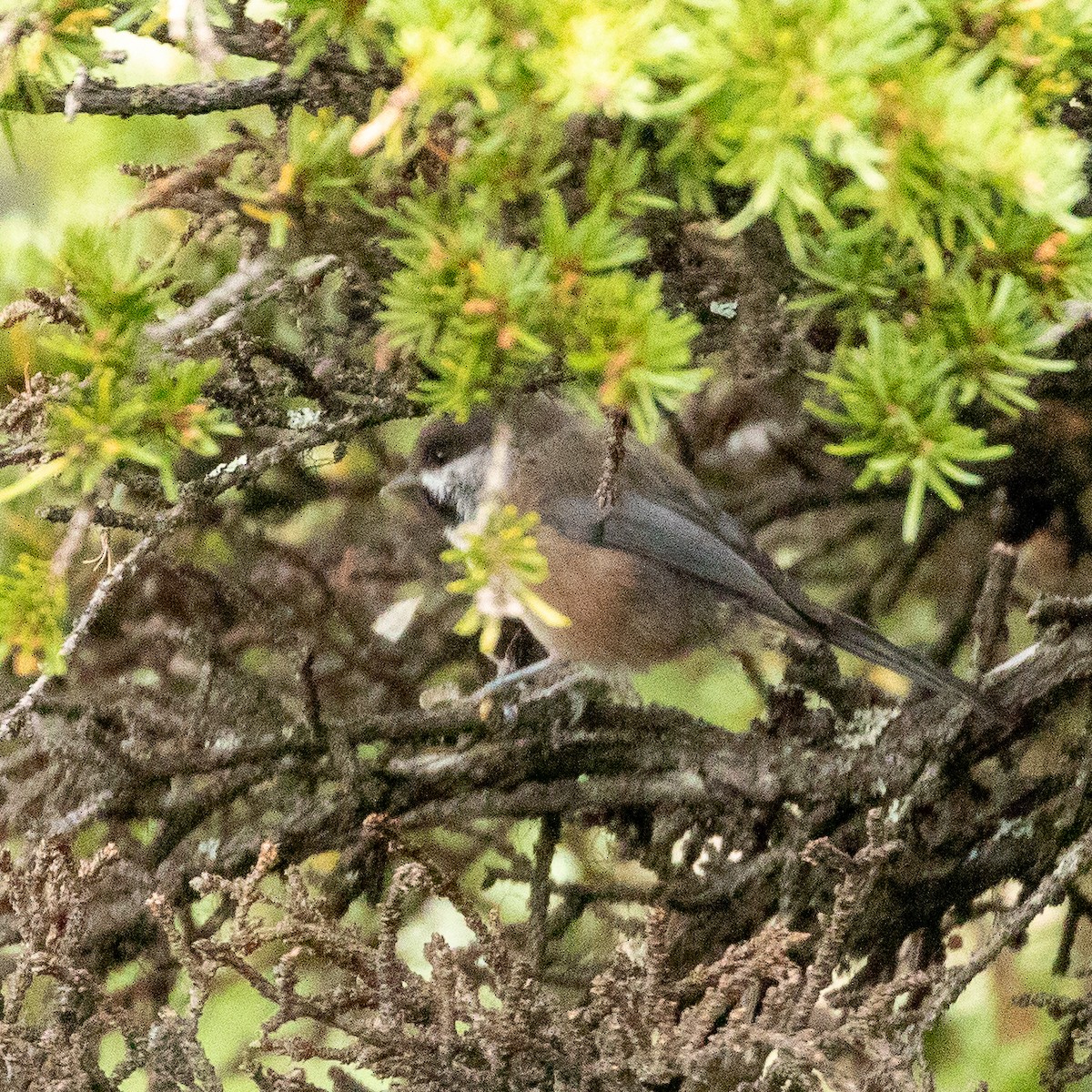Boreal Chickadee - ML176110381