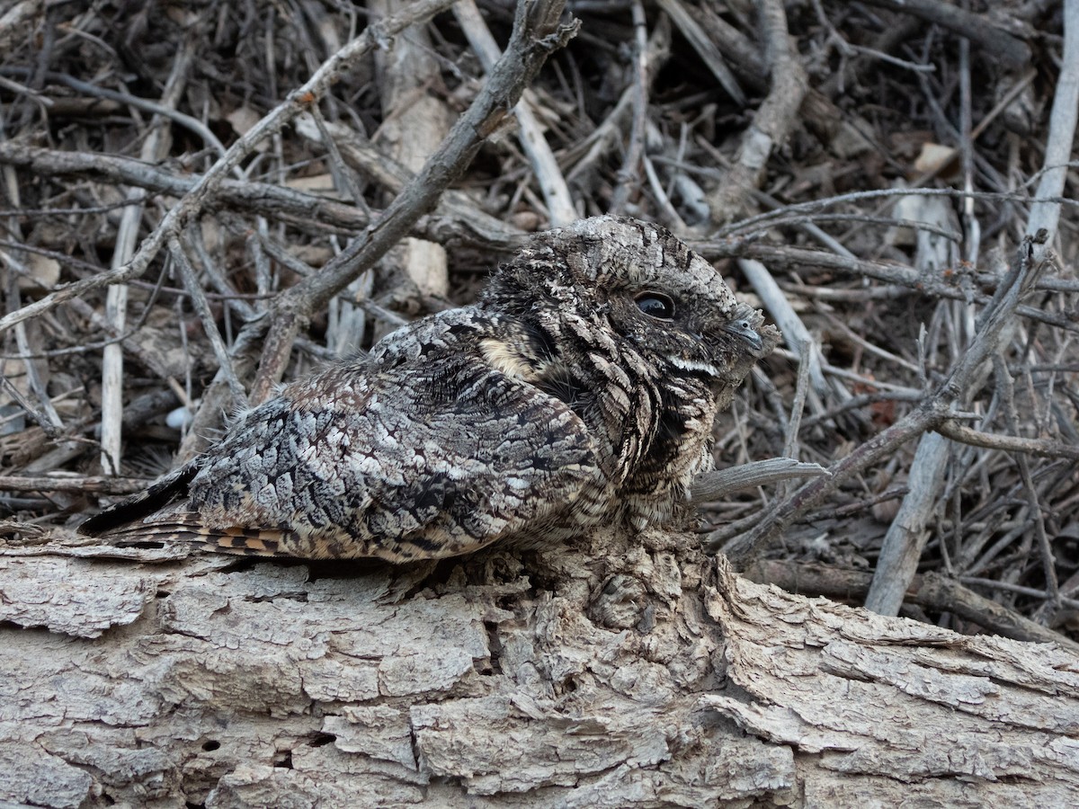 Common Poorwill - Paul Gardner