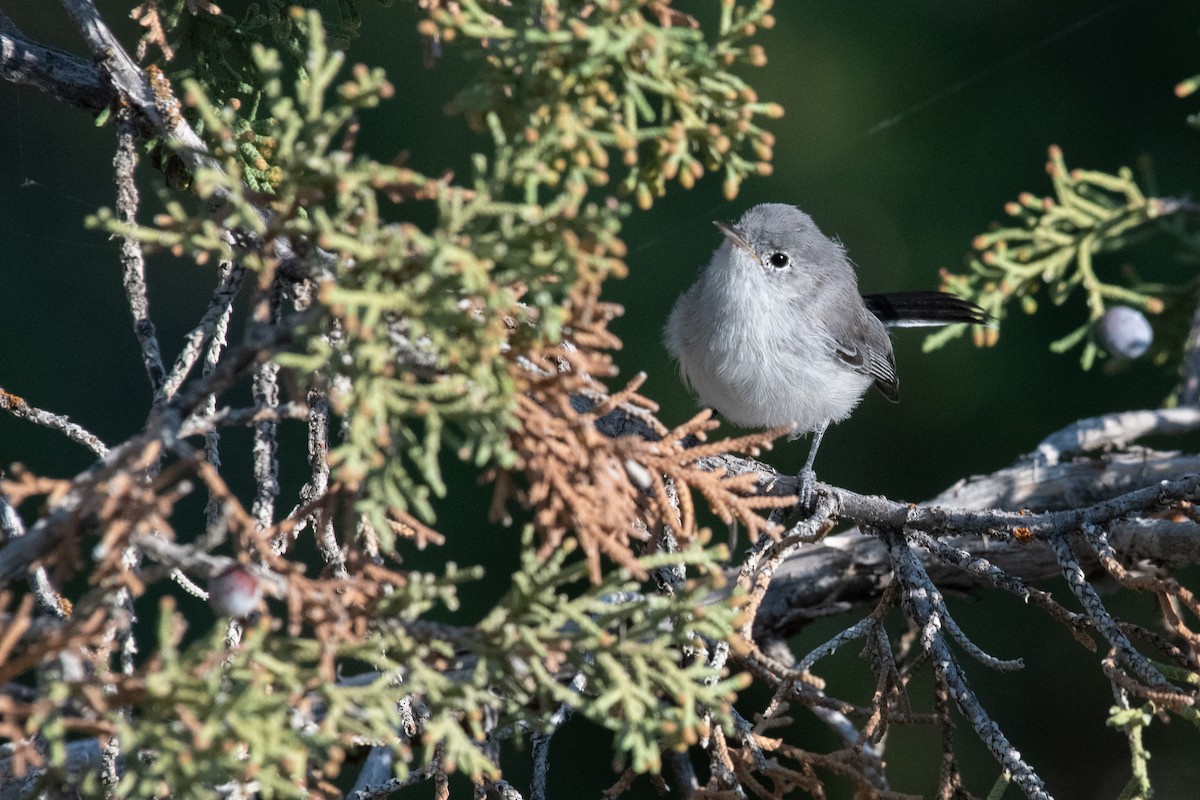 Gobemoucheron gris-bleu - ML176110941