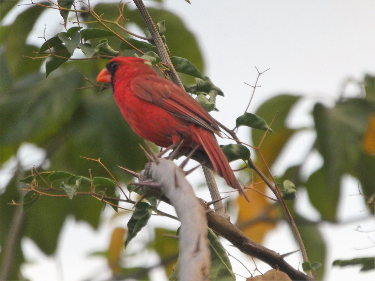 Cardinal rouge - ML176114721