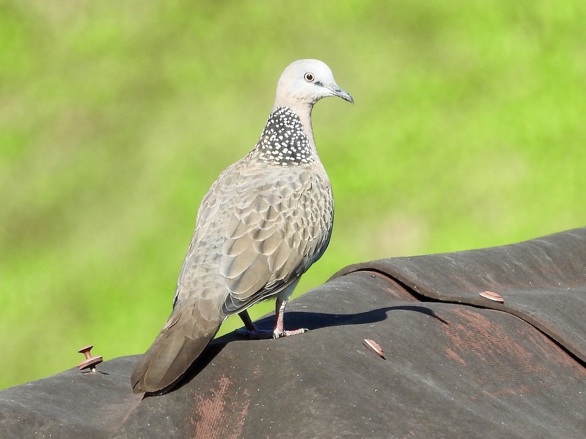 Spotted Dove - ML176114791