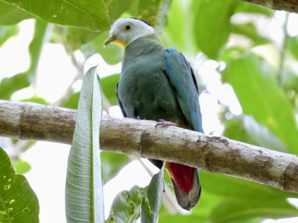 Black-naped Fruit-Dove - GARY DOUGLAS