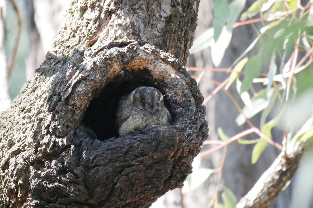 Australian Owlet-nightjar - Jenny Stiles