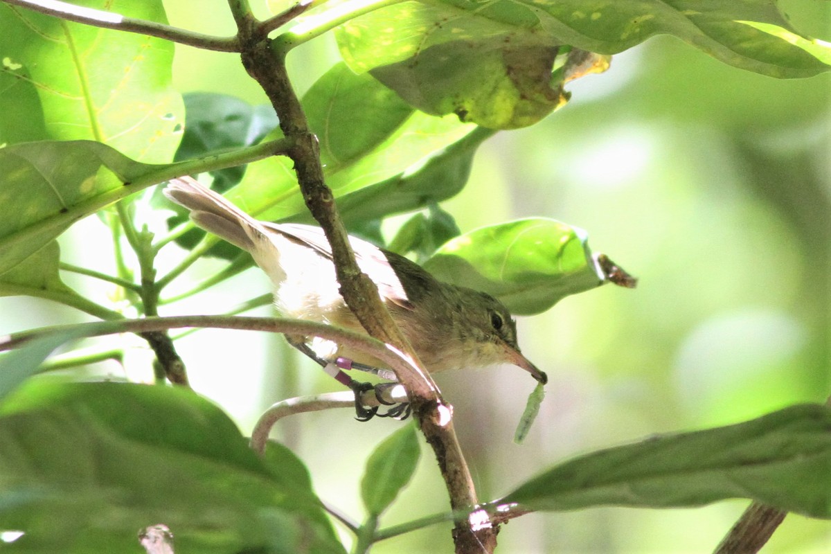 Seychelles Warbler - Alex Bayly