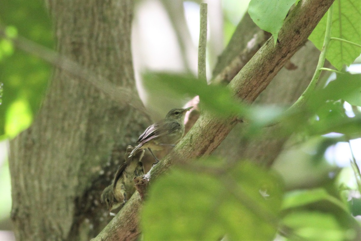 Seychelles Warbler - Alex Bayly