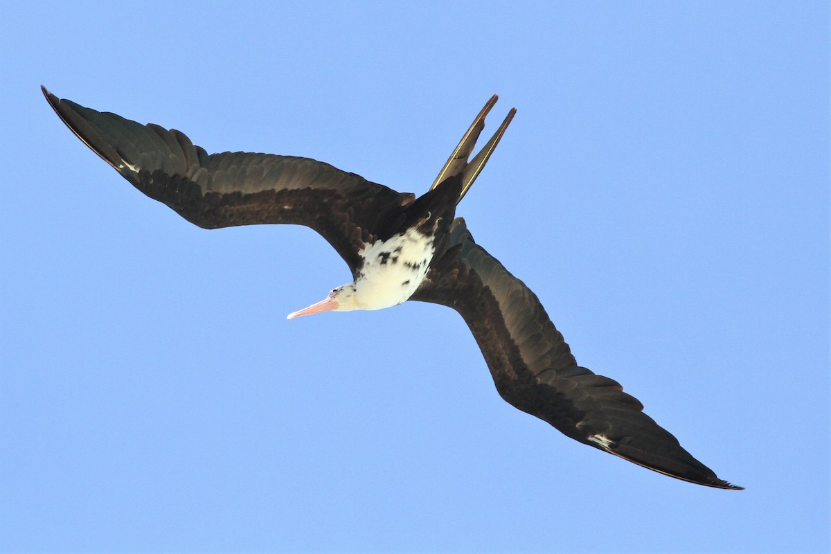 Great Frigatebird - Alex Bayly