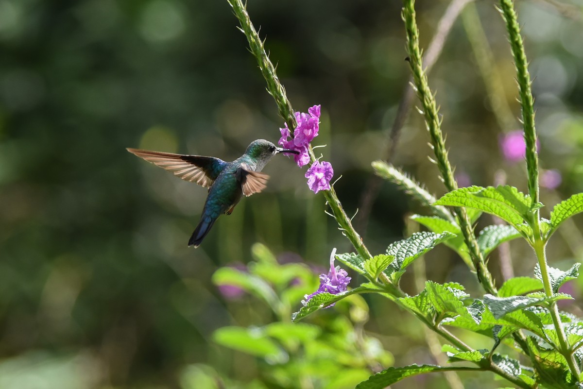 kolibřík vidloocasý - ML176116931