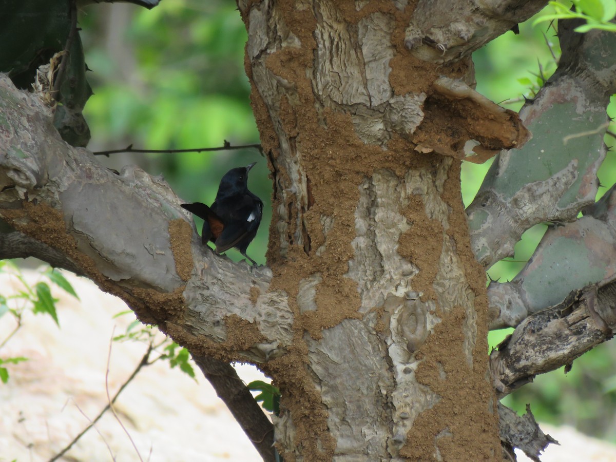 Indian Robin - ML176118441