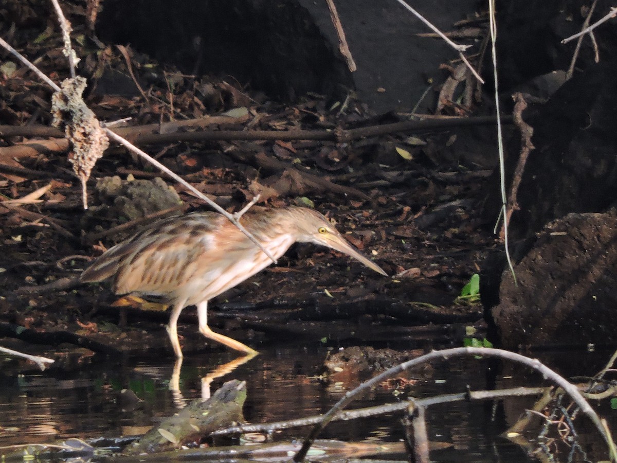 Yellow Bittern - ML176118811