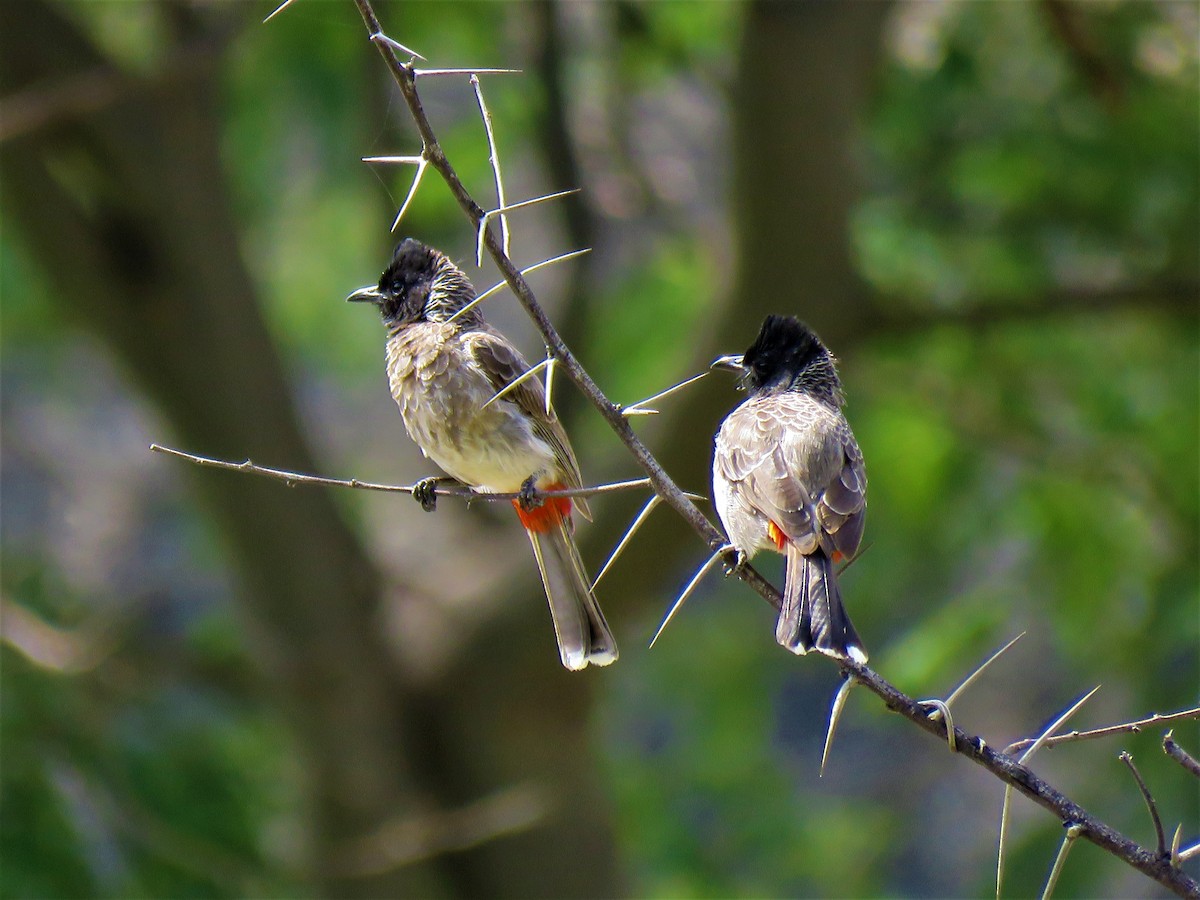 Red-vented Bulbul - ML176119721