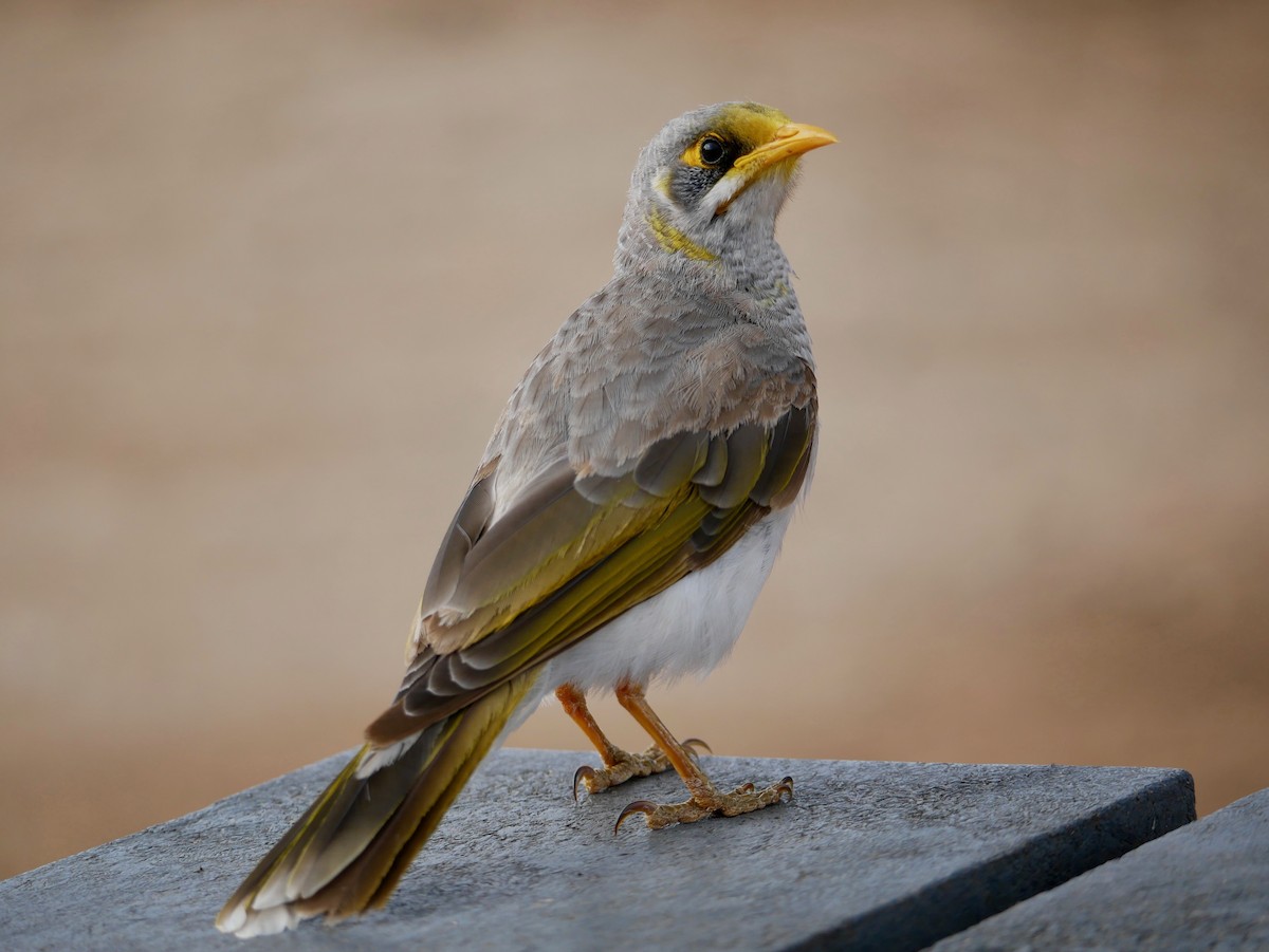 Yellow-throated Miner - ML176120741