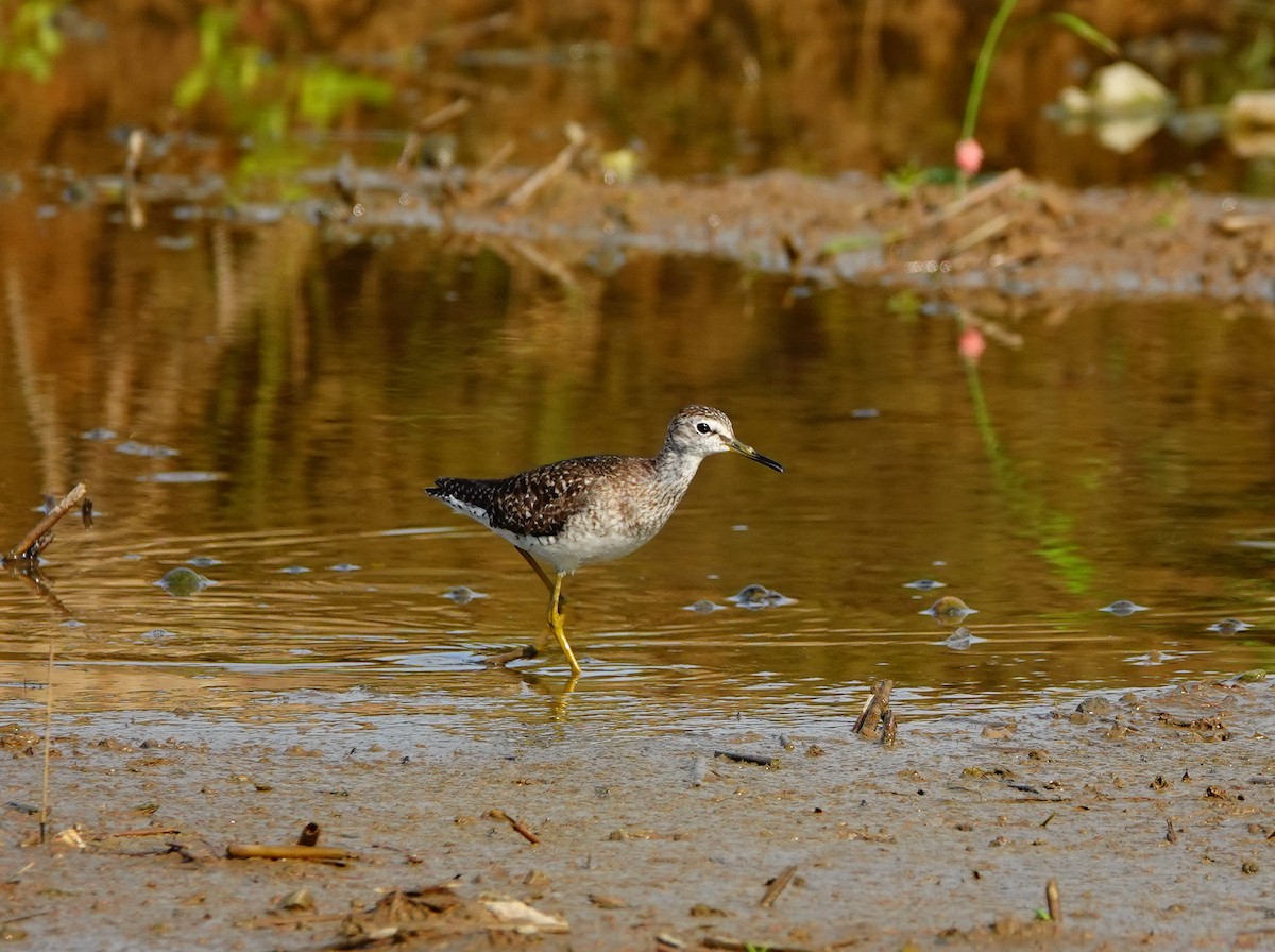 Wood Sandpiper - Arlango Lee