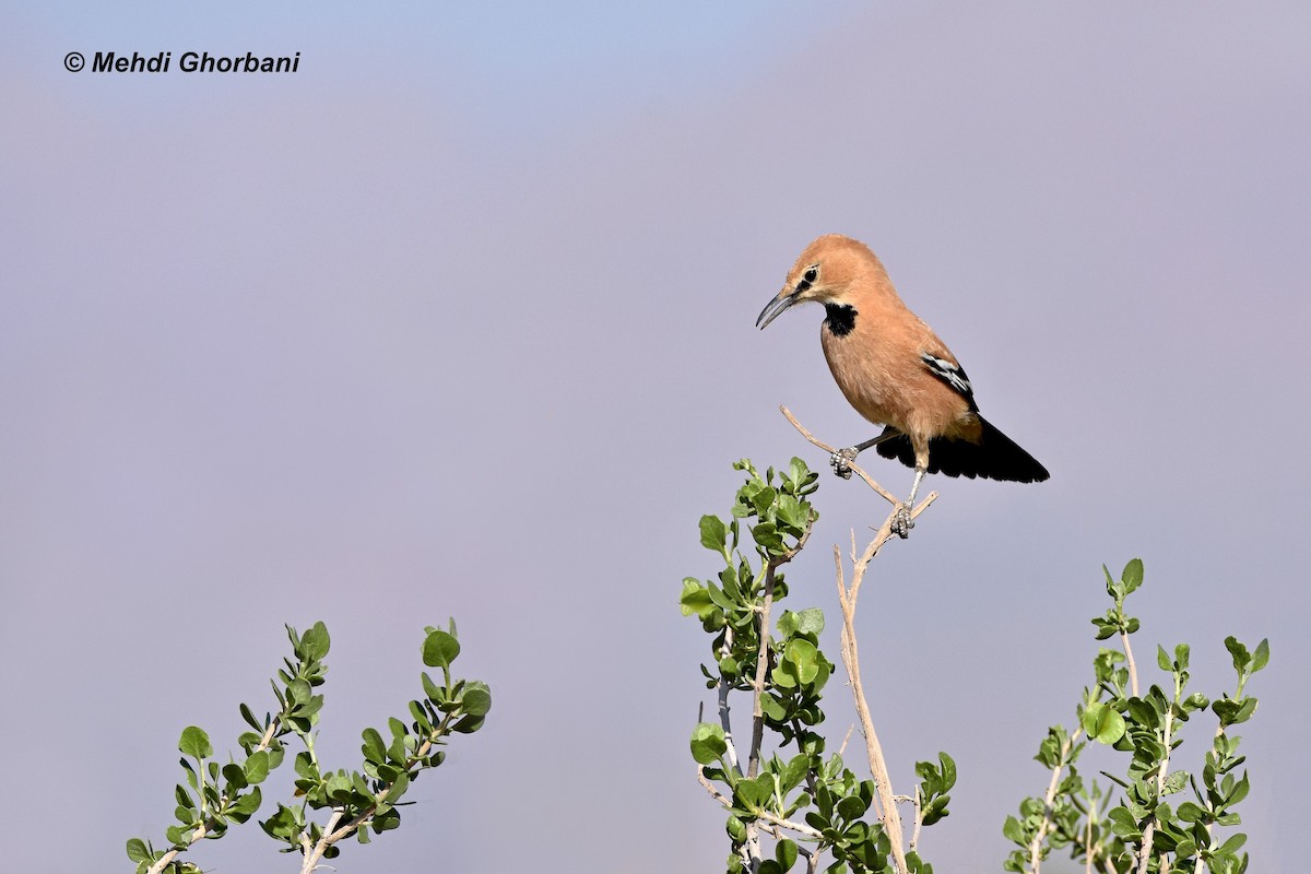 Arrandejo Terrestre Iraní - ML176122841