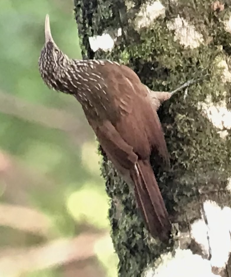 Streak-headed Woodcreeper - ML176122871