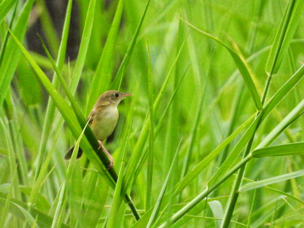 Golden-headed Cisticola - ML176125591