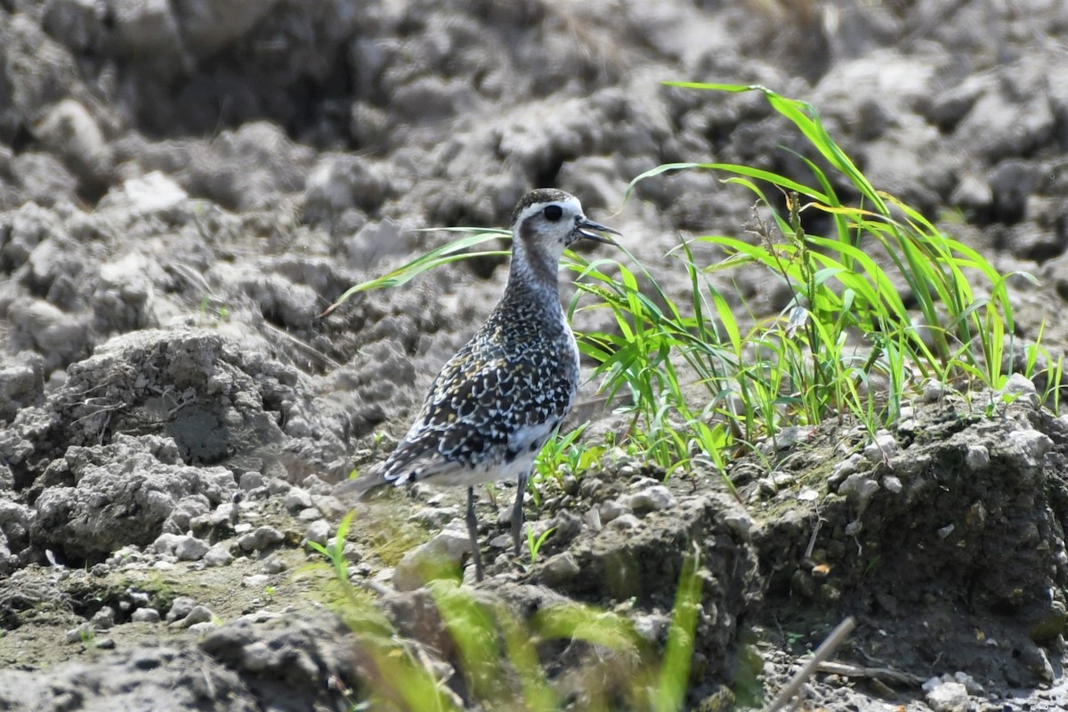 American Golden-Plover - ML176127431