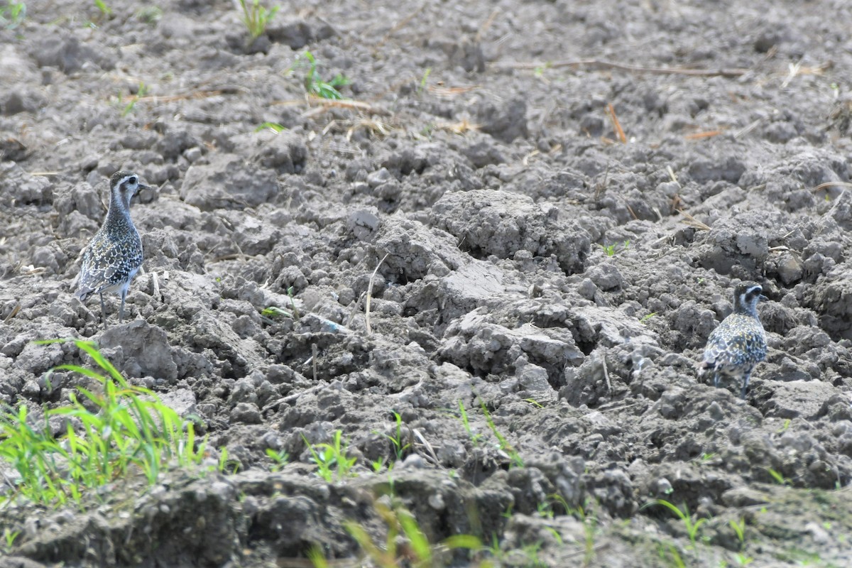 American Golden-Plover - ML176127461