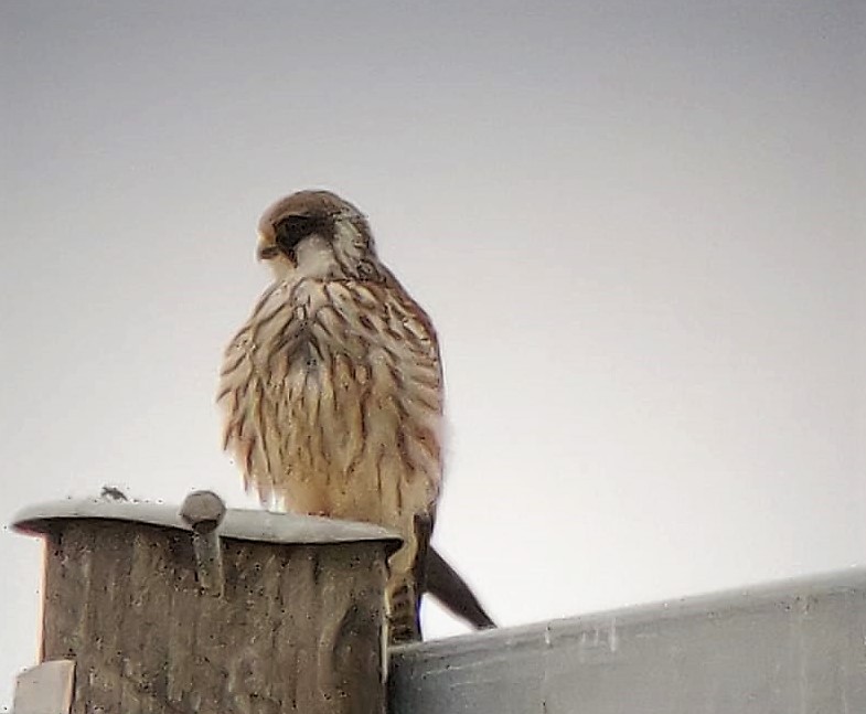 Red-footed Falcon - ML176127861