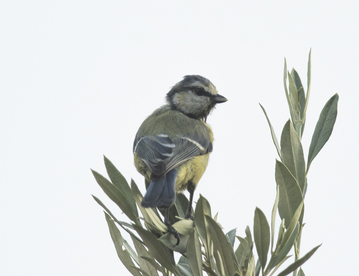 ירגזי כחול - ML176129241