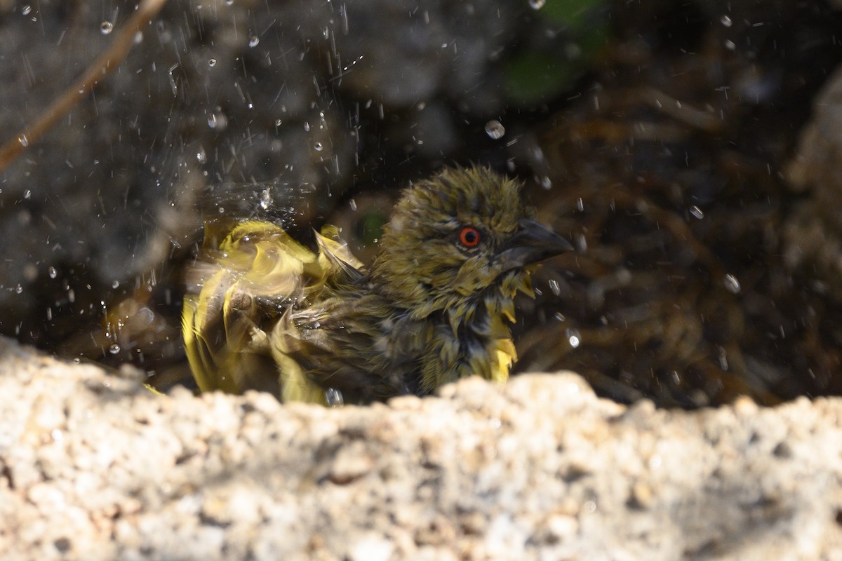 Southern Masked-Weaver - ML176129611