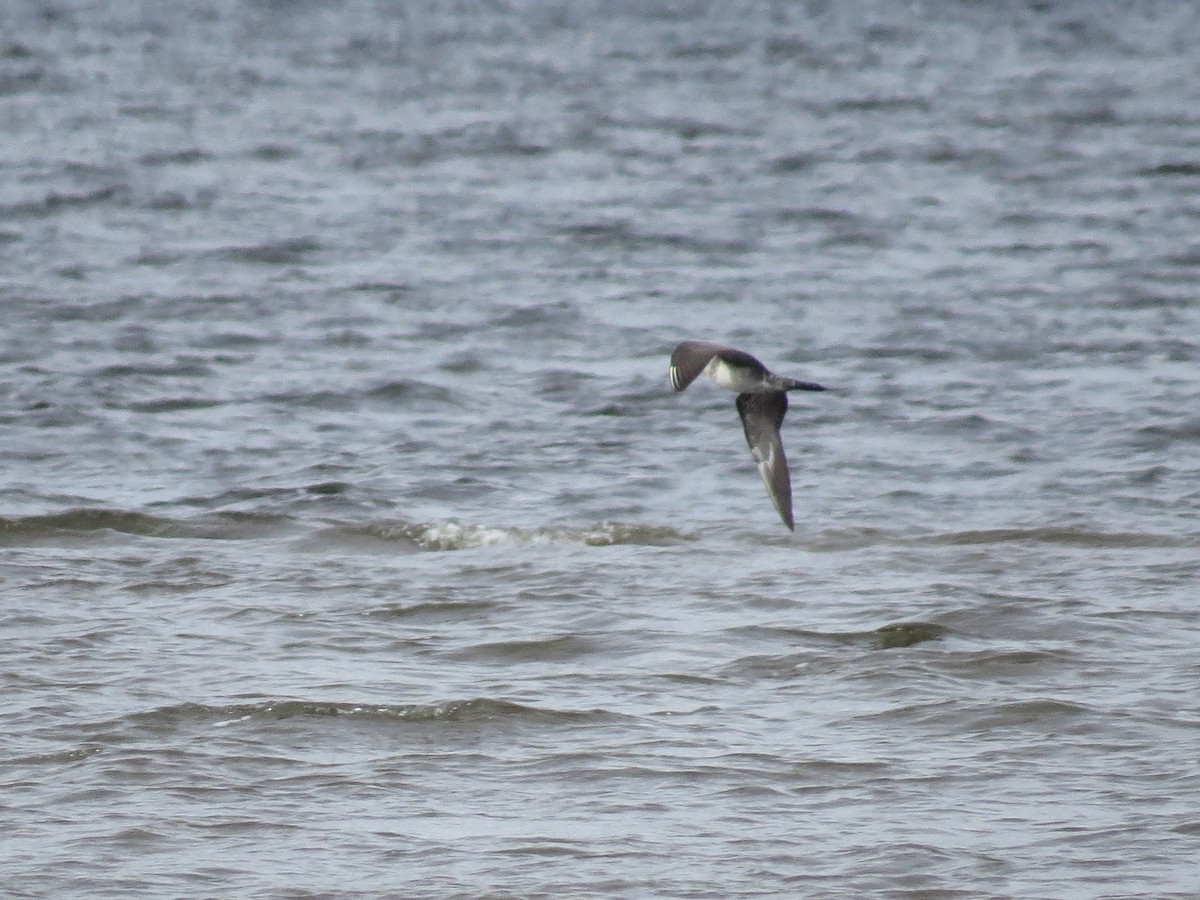 Long-tailed Jaeger - ML176129881