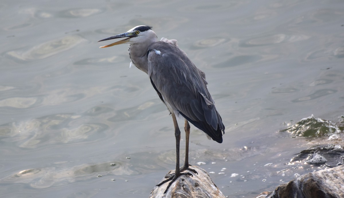 Gray Heron - ML176129941