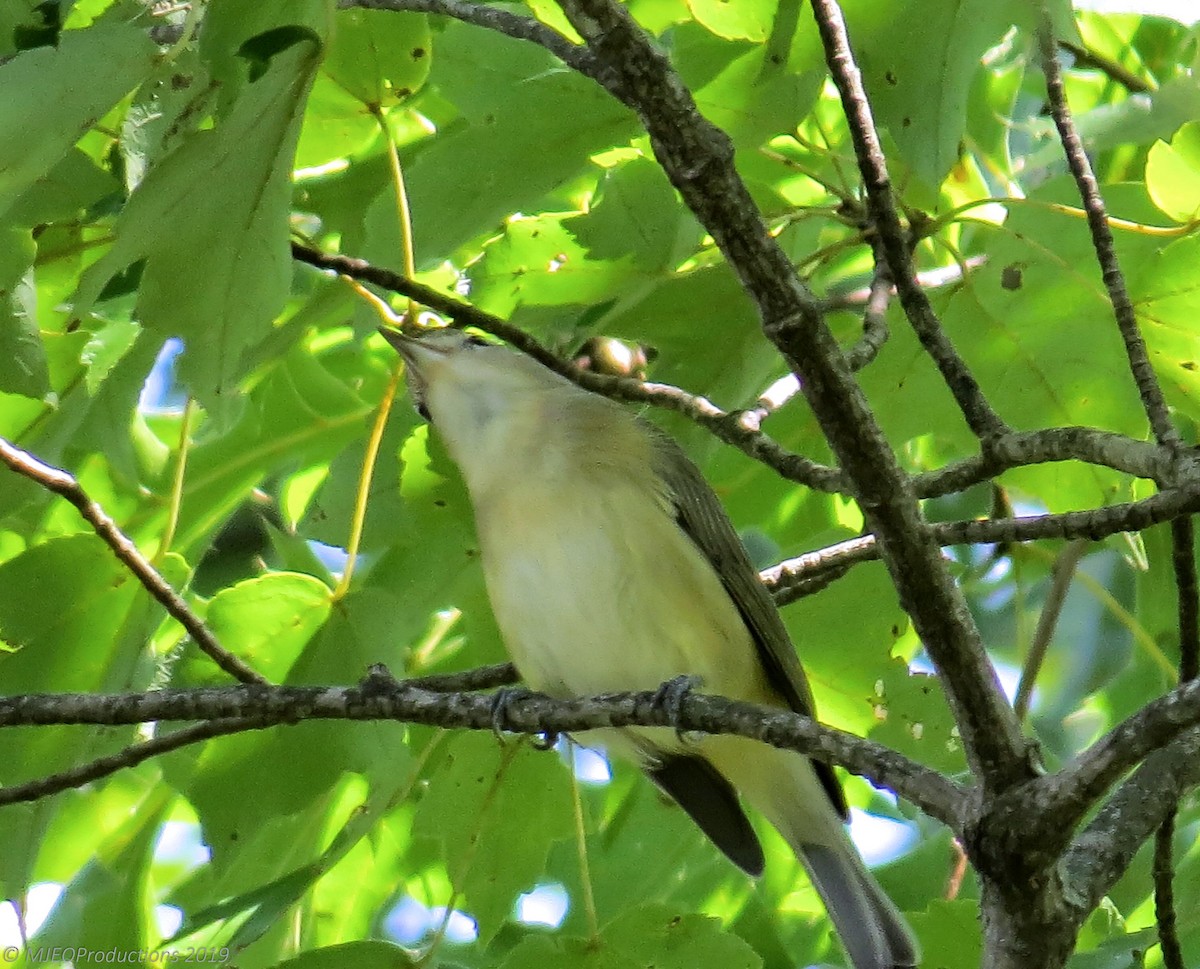 Warbling Vireo - ML176130081