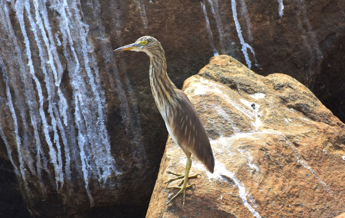 Indian Pond-Heron - ML176131661