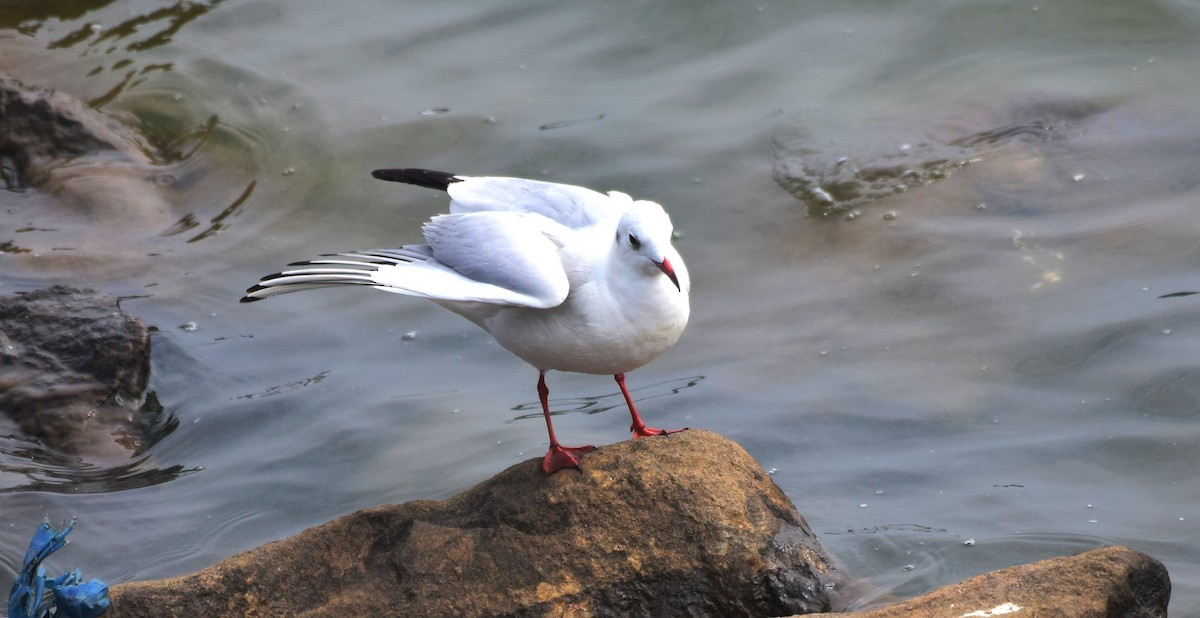 Black-headed Gull - ML176132121