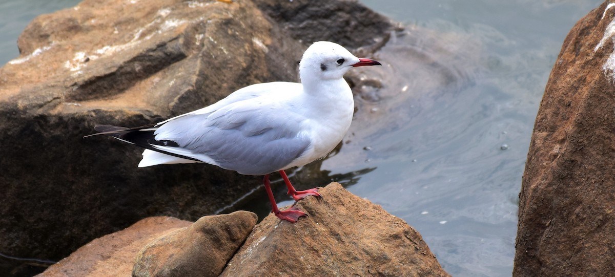 Black-headed Gull - ML176132461