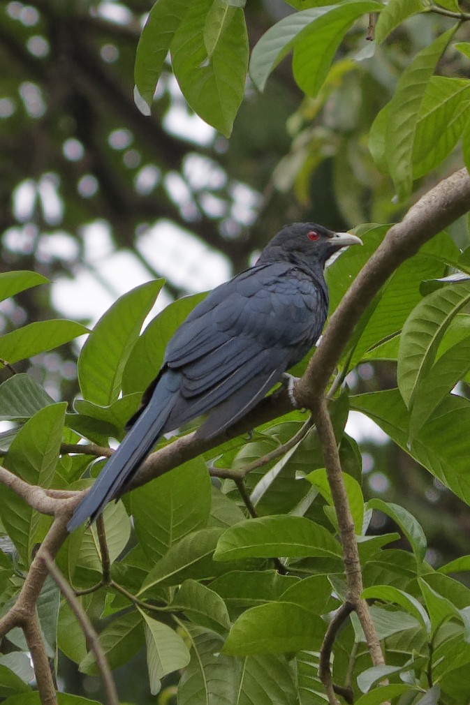 Asian Koel - ML176132661