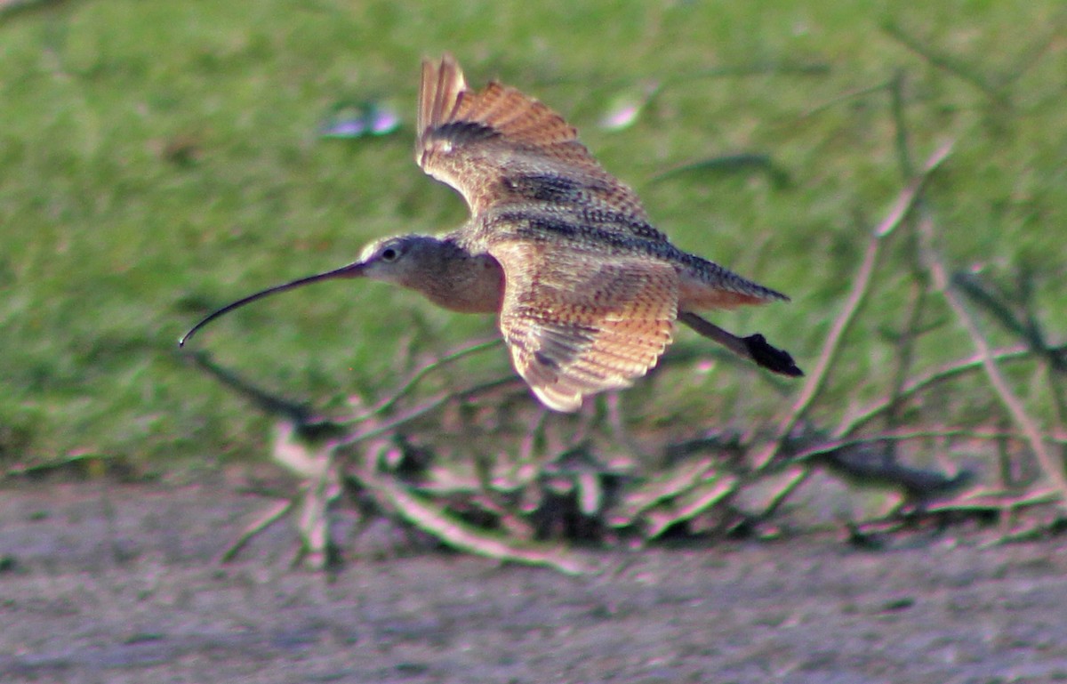 Long-billed Curlew - ML176134461